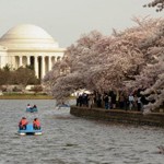 Cherry Blossom2-Small